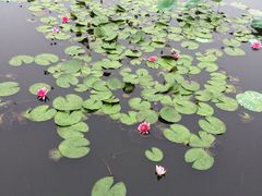 -长兴太湖图影湿地文化园