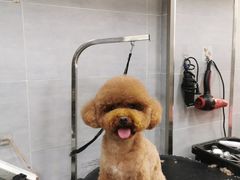 -宠福鑫康馨动物医院·骨科·眼科