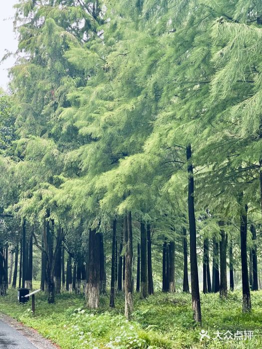 西溪国家湿地公园图片