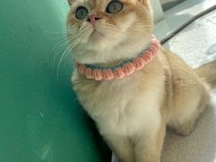 -飞行喵MR PILOT|猫舍·猫咖(静安大融城店)