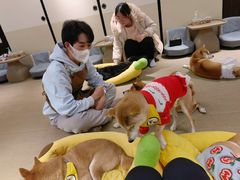 -逗柴咖啡屋·狗咖猫咖宠物桌游