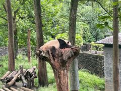 -都江堰中华大熊猫苑