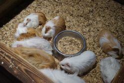 -酷嗒动物文化乐园(cutezoo西溪乐天城店)