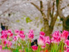 -顾村公园