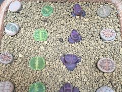 -双季花艺园艺市场(浦东店)