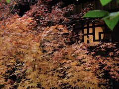 -中国茶叶博物馆(双峰馆区)