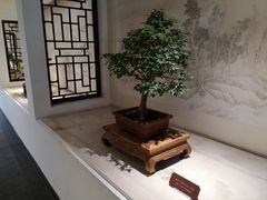 -盆景园(扬州大运河文化旅游度假区)
