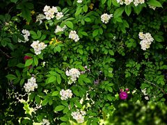 -西山漾湿地公园