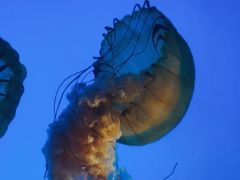 -太平洋海底世界