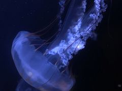 -鹿儿岛水族馆