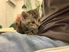 -平行世界·猫咖(首经贸店)