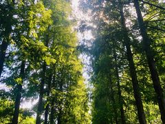 -黄海国家森林公园