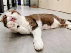 -凯特喵百思猫专科医院