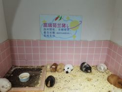 -Moni星球萌宠·小马宝莉·灵蛇·高端高阶全萌宠互动体验俱乐部(红豆国际广场店)