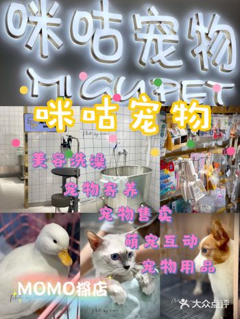 MOMO探店 | 宝藏宠物店给我的小猫咪洗香香!