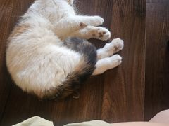 -猫岛主趣味餐厅(鼓浪屿店)