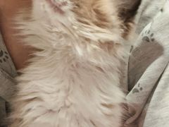 -瑞派·关忠动物医院·猫专科·犬专科(三环新城店)