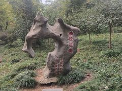 -南京老山国家森林公园
