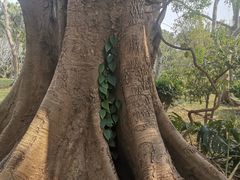 -中国科学院西双版纳热带植物园