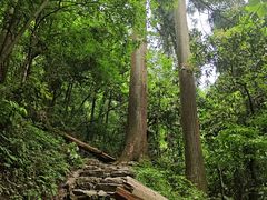 -天目山大树王景区
