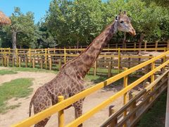 -西霞口神雕山野生动物世界
