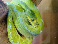 -上海大自然野生昆虫馆