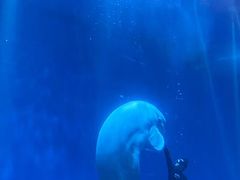 -芜湖新华联大白鲸海洋公园