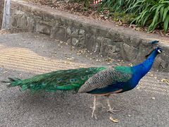 -昆明动物园