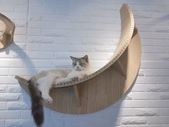 -momokira米努特·德文卷毛猫·棉花面纱犬