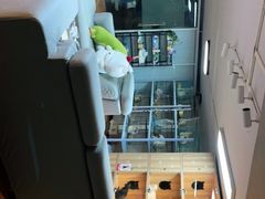 -喵百万·布偶·蓝金金渐层英短·猫舍(百子湾店)