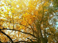 -四川大学(华西校区)