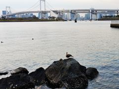 -台场海滨公园船码头