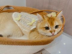 -lincat·猫舍(广州店)