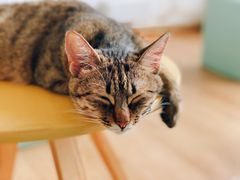 -猫在这儿猫咪咖啡馆·撸猫馆