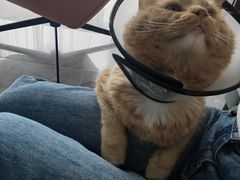 -创凡宠物医院·骨专科  猫科中心(西乡分院)