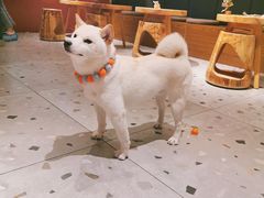 -柴迷FANS CLUB·柴犬狗咖·猫咖
