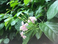 -金鸡山公园