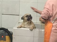 -酷狗靓猫宠物·洗护·美容·寄养(航北路店)