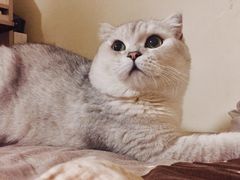 -美联众合爱康动物医院•复杂内科•肿瘤科•牙科•腔镜诊疗中心