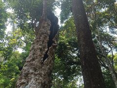 -海南热带雨林国家公园吊罗山景区