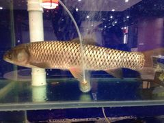 -褒河栈道渔庄(建工路总店)