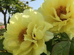 -曹州百花园