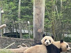 -都江堰中华大熊猫苑