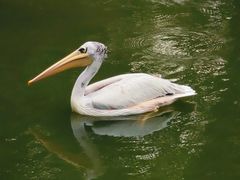 -吉隆坡雀鸟公园