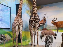 -陕西自然博物馆