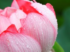 -陈家山荷花公园