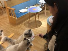 -滚猫咖啡·猫咖·猫友好撸猫(未来城店)
