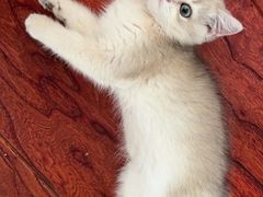 -欣宠猫屋·矮脚拿破仑·蓝金金渐层