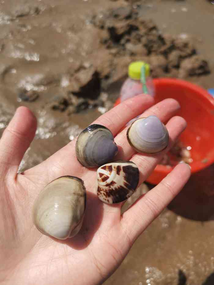 会场赶海园-"除了离市区远 一点毛病没有 免费停."-大众点评移动版