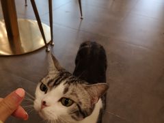 -飞行喵MR PILOT|猫舍·猫咖(静安大融城店)